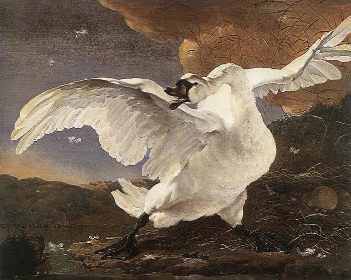 ASSELYN, Jan The Threatened Swan before 1652 oil painting image